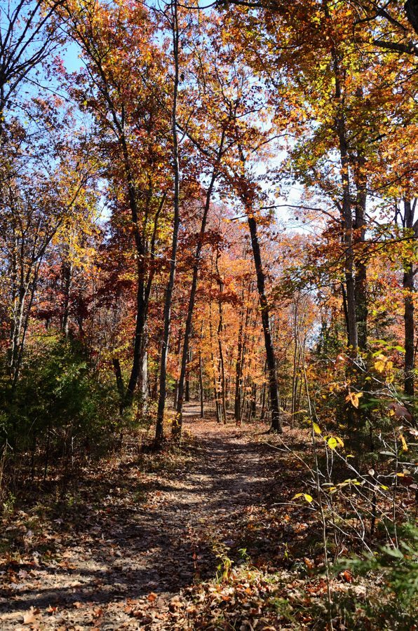 Photo gallery Busiek State Forest and Wildlife Area Ozarks Walkabout